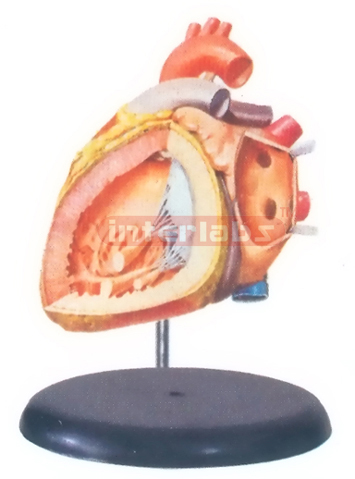 BIG ADVADCED ANATOMICAL HEART MODEL (INTERIOR OF THE LEFT ATRIUM AND VENTRICLE)